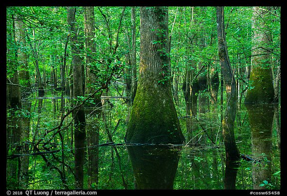 Flooded bottomland hardwood forest. Congaree National Park (color)