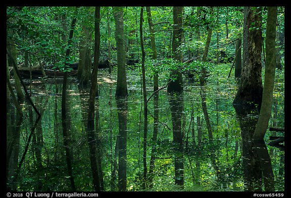 Flooded forest and reflections. Congaree National Park (color)