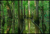 Flooded boardwalk. Congaree National Park ( color)