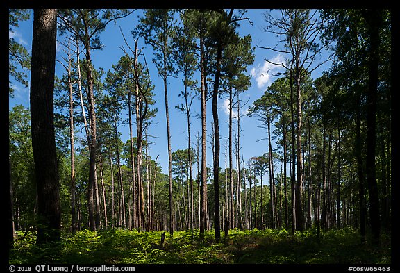 Pine forest on North Bluff. Congaree National Park (color)