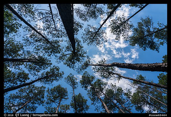 Looking up pine forest. Congaree National Park (color)