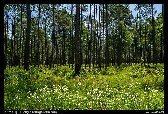 Summer wildflowers and pine forest. Congaree National Park (color)