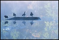 Geese and misty reflections on Kendall Lake. Cuyahoga Valley National Park, Ohio, USA.