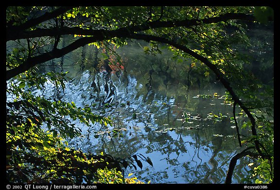 Arching tree and reflection on Kendall Lake. Cuyahoga Valley National Park (color)
