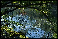 Arching tree and reflection on Kendal lake. Cuyahoga Valley National Park, Ohio, USA. (color)