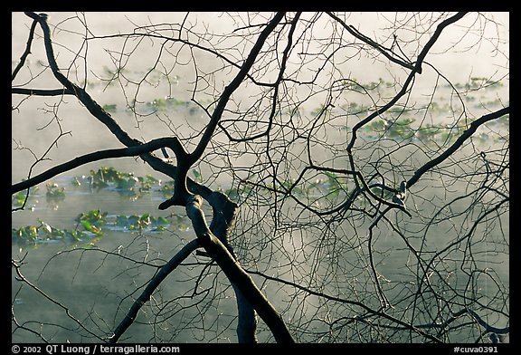 Bare branches and mist over Kendall Lake surface. Cuyahoga Valley National Park (color)