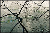 Branches and mist, Kendal lake. Cuyahoga Valley National Park, Ohio, USA. (color)