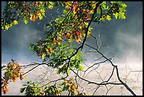 Branches and mist, Kendal lake. Cuyahoga Valley National Park, Ohio, USA. (color)