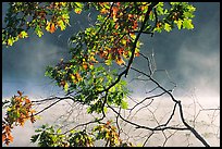 Branches, leaves, and mist, Kendall Lake. Cuyahoga Valley National Park, Ohio, USA.