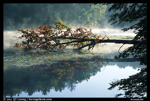 Fallen tree and mist, Kendal lake. Cuyahoga Valley National Park (color)