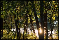 Sun reflected on a pond through trees, Virginia Kendall Park. Cuyahoga Valley National Park, Ohio, USA.