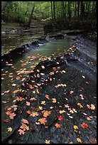 Fallen leaves and cascades, Brandywine Creek. Cuyahoga Valley National Park, Ohio, USA.