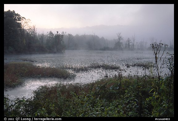 Beaver marsh and fog at dawn. Cuyahoga Valley National Park, Ohio, USA.