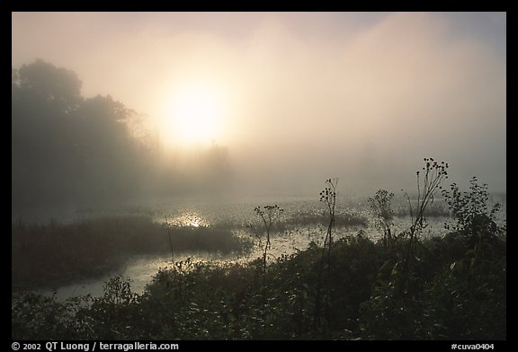 Beaver marsh at sunrise. Cuyahoga Valley National Park, Ohio, USA.