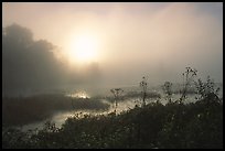 Beaver marsh at sunrise. Cuyahoga Valley National Park, Ohio, USA.