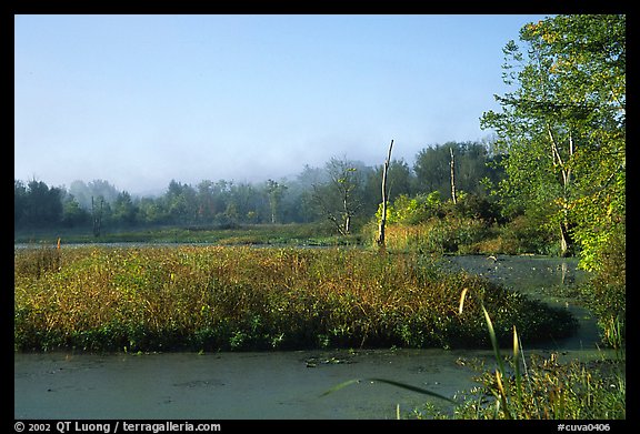 Beaver marsh, early morning. Cuyahoga Valley National Park (color)