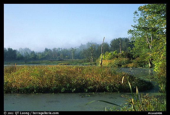 Beaver marsh, early morning. Cuyahoga Valley National Park, Ohio, USA.