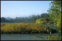 Beaver marsh, early morning. Cuyahoga Valley National Park, Ohio, USA.
