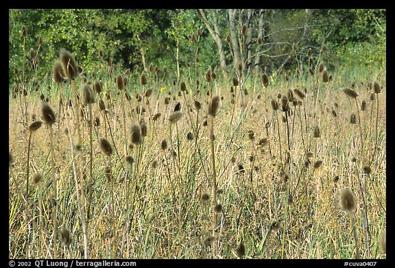 Thistles. Cuyahoga Valley National Park, Ohio, USA.