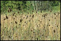 Thistles. Cuyahoga Valley National Park ( color)