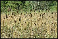 Thistles. Cuyahoga Valley National Park, Ohio, USA.