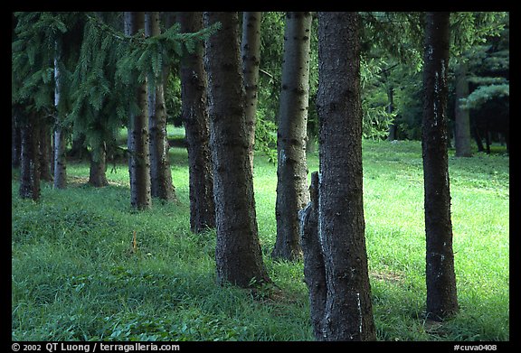 Trees and grassy meadow. Cuyahoga Valley National Park (color)