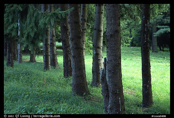 Trees and grassy meadow. Cuyahoga Valley National Park, Ohio, USA.