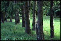 Trees and grassy meadow. Cuyahoga Valley National Park ( color)