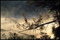 Fallen tree and mist raising from Kendall Lake. Cuyahoga Valley National Park ( color)