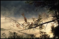 Fallen tree and mist raising from Kendal lake. Cuyahoga Valley National Park, Ohio, USA. (color)