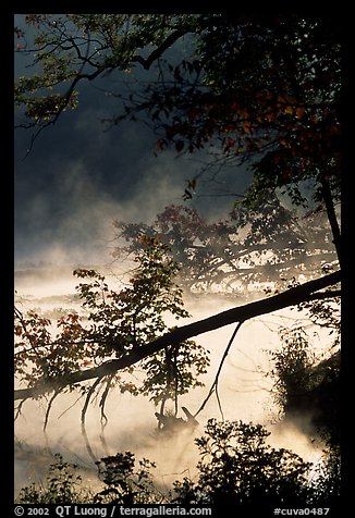 Fallen tree and mist, Kendal lake. Cuyahoga Valley National Park, Ohio, USA.