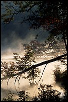 Fallen tree and mist, Kendal lake. Cuyahoga Valley National Park, Ohio, USA. (color)