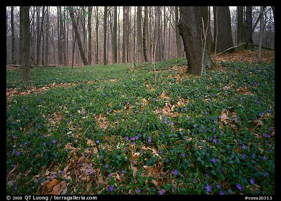 Myrtle flowers on forest floor in early spring, Brecksville Reservation. Cuyahoga Valley National Park, Ohio, USA.