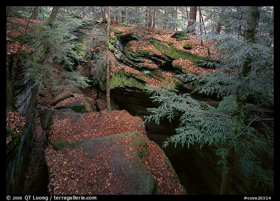 Sandstone depression at The Ledges. Cuyahoga Valley National Park (color)