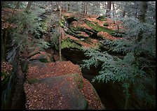 Trees and sandstone blocs,  The Ledges. Cuyahoga Valley National Park, Ohio, USA.