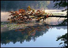 Fallen tree and reflection, Kendall Lake. Cuyahoga Valley National Park ( color)