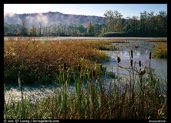 Reeds and beaver marsh, early morning. Cuyahoga Valley National Park, Ohio, USA.