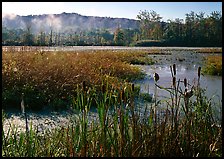 Reeds and Beaver Marsh, early morning. Cuyahoga Valley National Park, Ohio, USA.