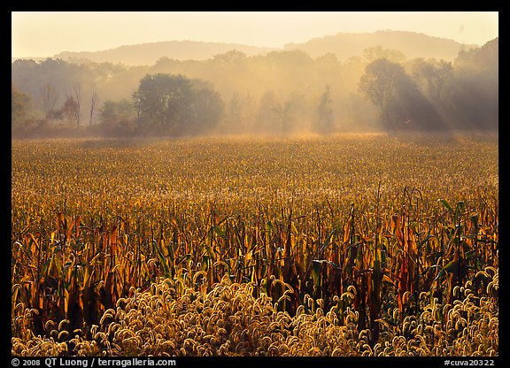 Field with sun and trees throught morning mist. Cuyahoga Valley National Park (color)