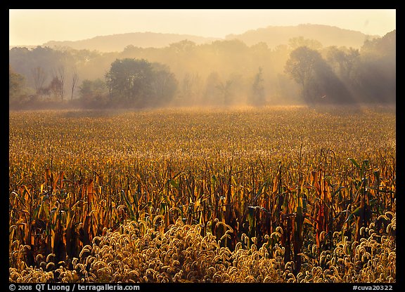 Field with sun and trees throught morning mist. Cuyahoga Valley National Park, Ohio, USA.