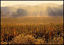 Field with sun and trees throught morning mist. Cuyahoga Valley National Park, Ohio, USA. (color)