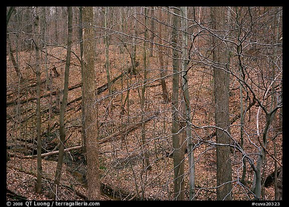 Barren trees and fallen leaves on hillside. Cuyahoga Valley National Park (color)
