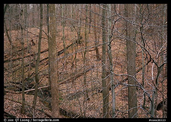 Barren trees and fallen leaves on hillside. Cuyahoga Valley National Park, Ohio, USA.