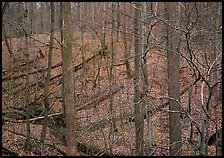 Barren trees and fallen leaves on hillside. Cuyahoga Valley National Park, Ohio, USA. (color)