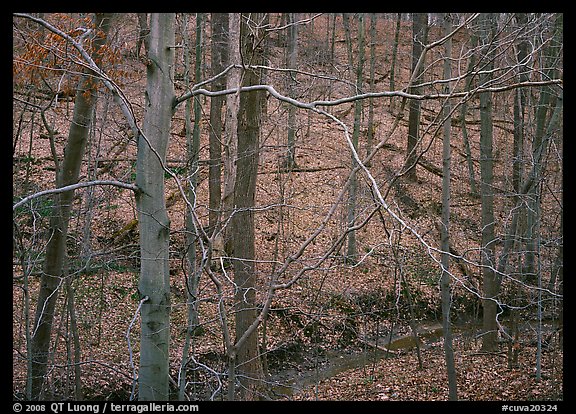 Branches and bare forest. Cuyahoga Valley National Park (color)