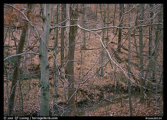 Branches and bare forest. Cuyahoga Valley National Park, Ohio, USA.