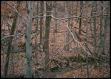 Branches and bare forest. Cuyahoga Valley National Park ( color)
