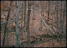 Branches and bare forest. Cuyahoga Valley National Park, Ohio, USA. (color)