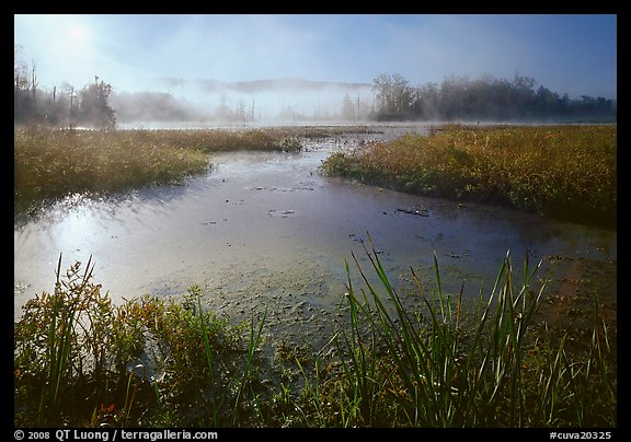 Aquatic plants, Beaver Marsh, and mist, early morning. Cuyahoga Valley National Park, Ohio, USA.