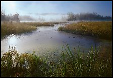 Aquatic plants, Beaver Marsh, and mist, early morning. Cuyahoga Valley National Park, Ohio, USA. (color)